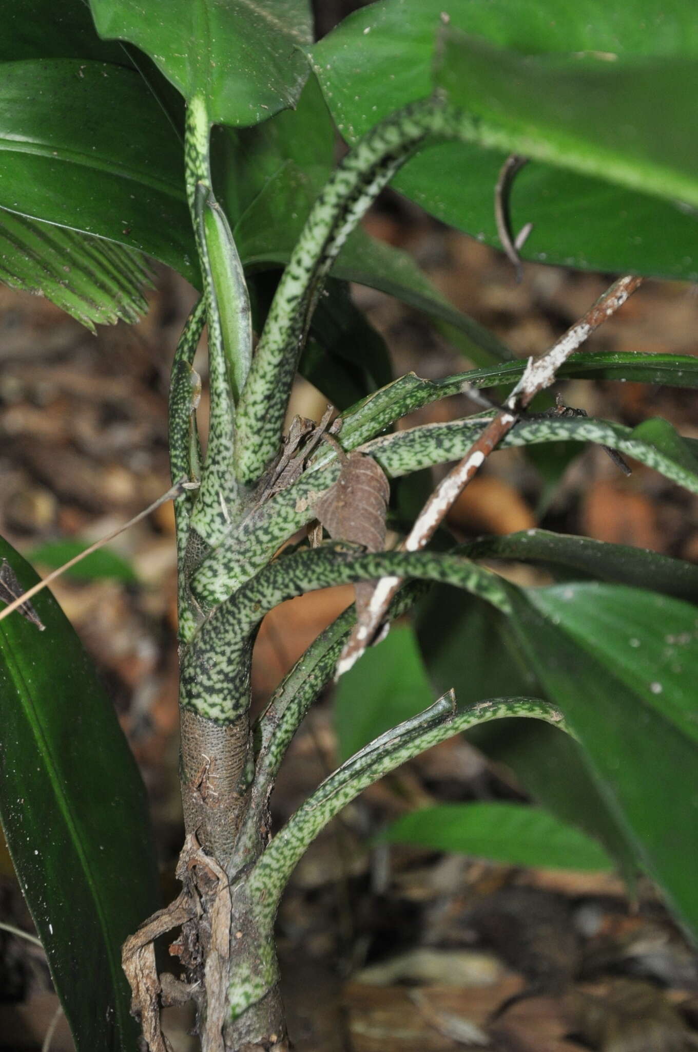 Image of Dieffenbachia obscurinervia Croat