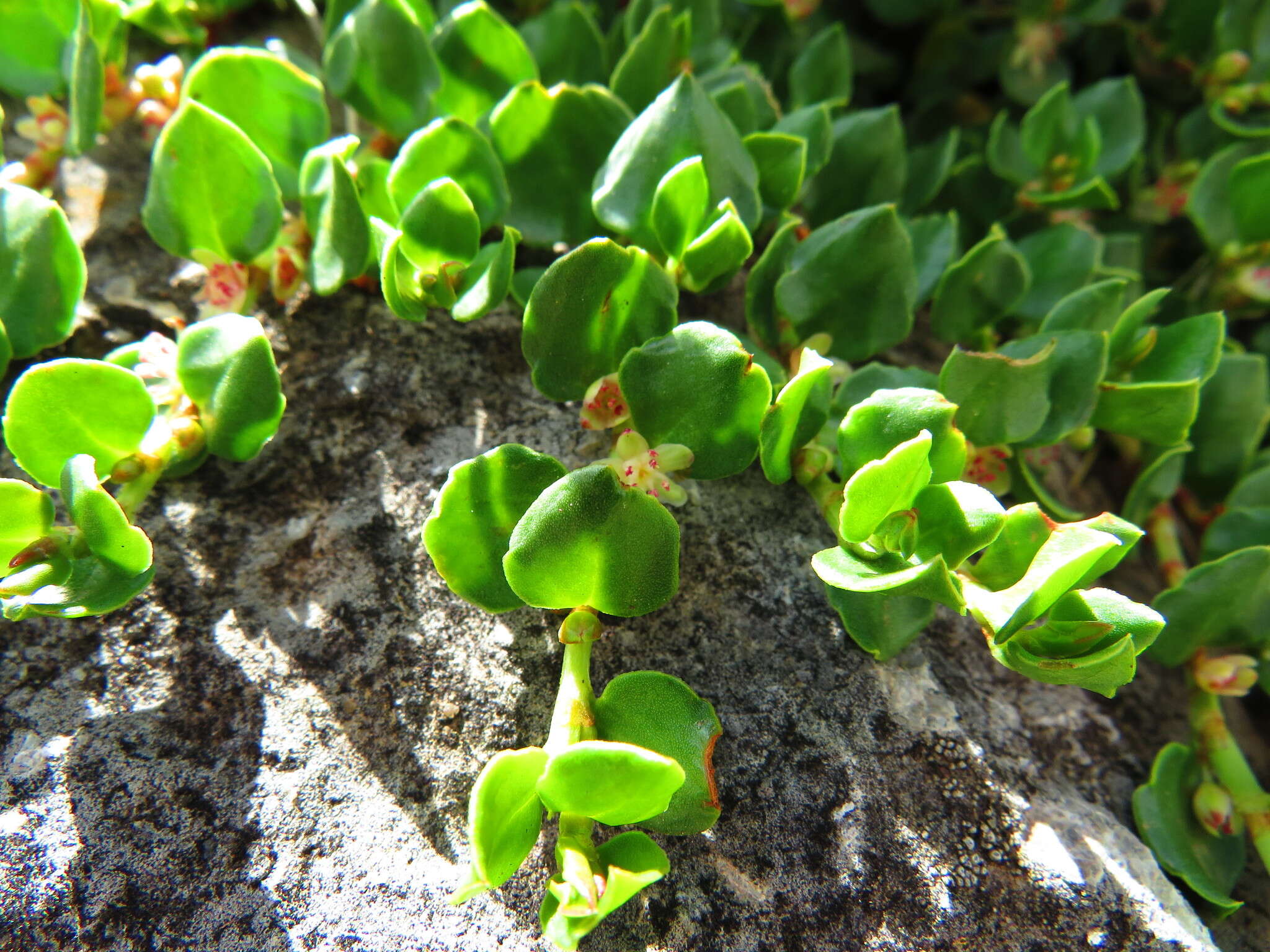 Image of Muehlenbeckia volcanica (Benth.) Endlicher