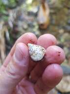 Image of Mottled Treesnail