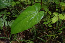 Image of Lengua-de-Vaca