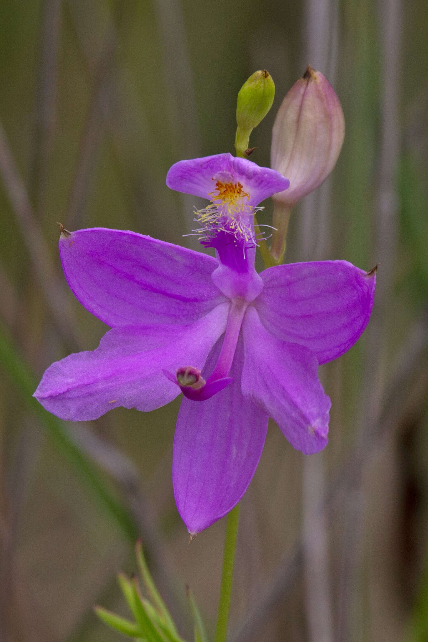 Image of Tuberous Grasspink