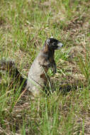 صورة Sciurus niger avicennia A. H. Howell 1919