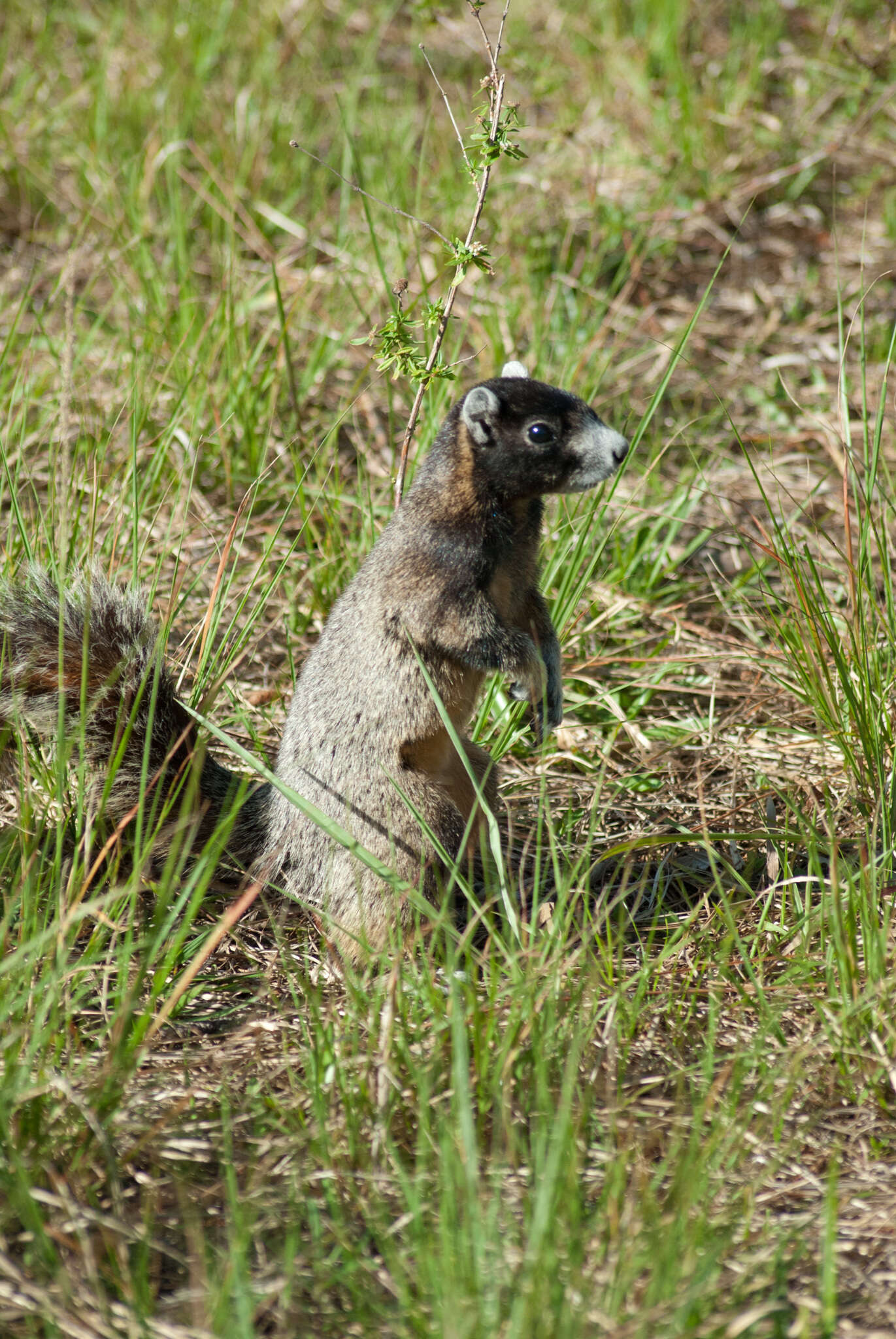 صورة Sciurus niger avicennia A. H. Howell 1919