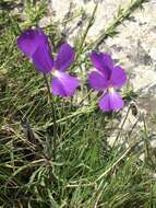 Image of Viola corsica subsp. ilvensis (W. Becker) Merxm.