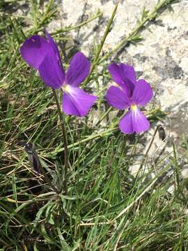 Imagem de Viola corsica subsp. ilvensis (W. Becker) Merxm.