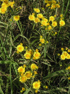 Image of Inula linariifolia Turcz.