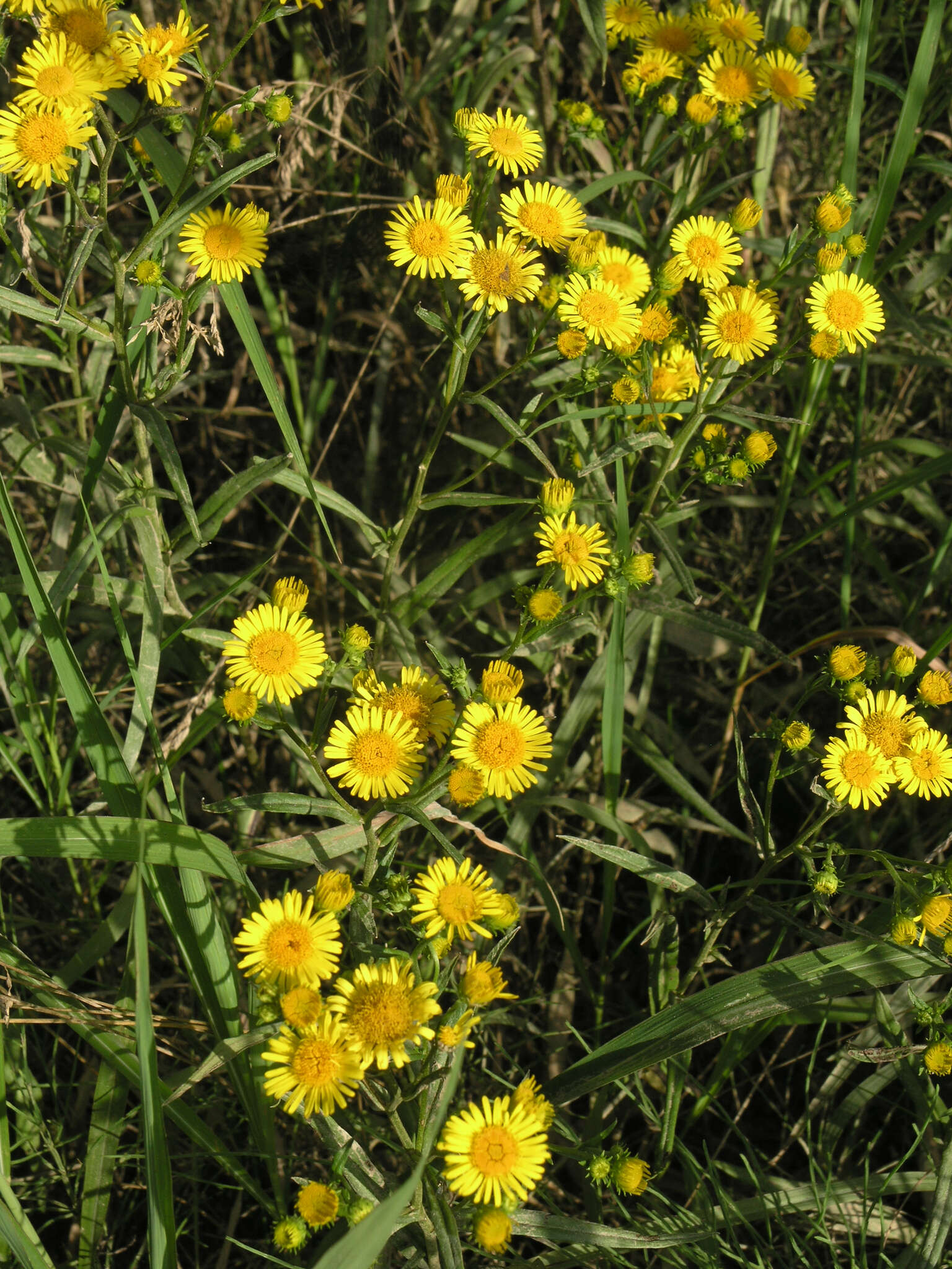 Imagem de Inula linariifolia Turcz.