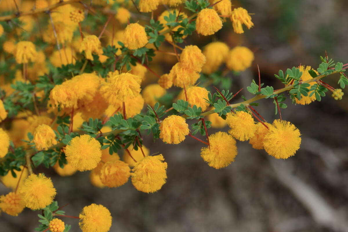 Imagem de Acacia pulchella var. glaberrima Meisn.