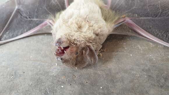 Image of White-bellied House Bat