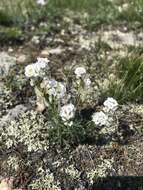 Image of Alyssum tenuifolium Stephan