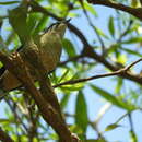 Sivun Lalage leucomela rufiventris (Gray & GR 1846) kuva