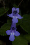 Image of Streptocarpus hilsenbergii R. Brown