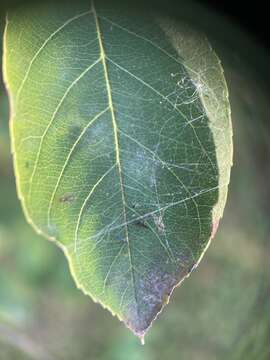 Image of Podosphaera amelanchieris Maurizio 1927