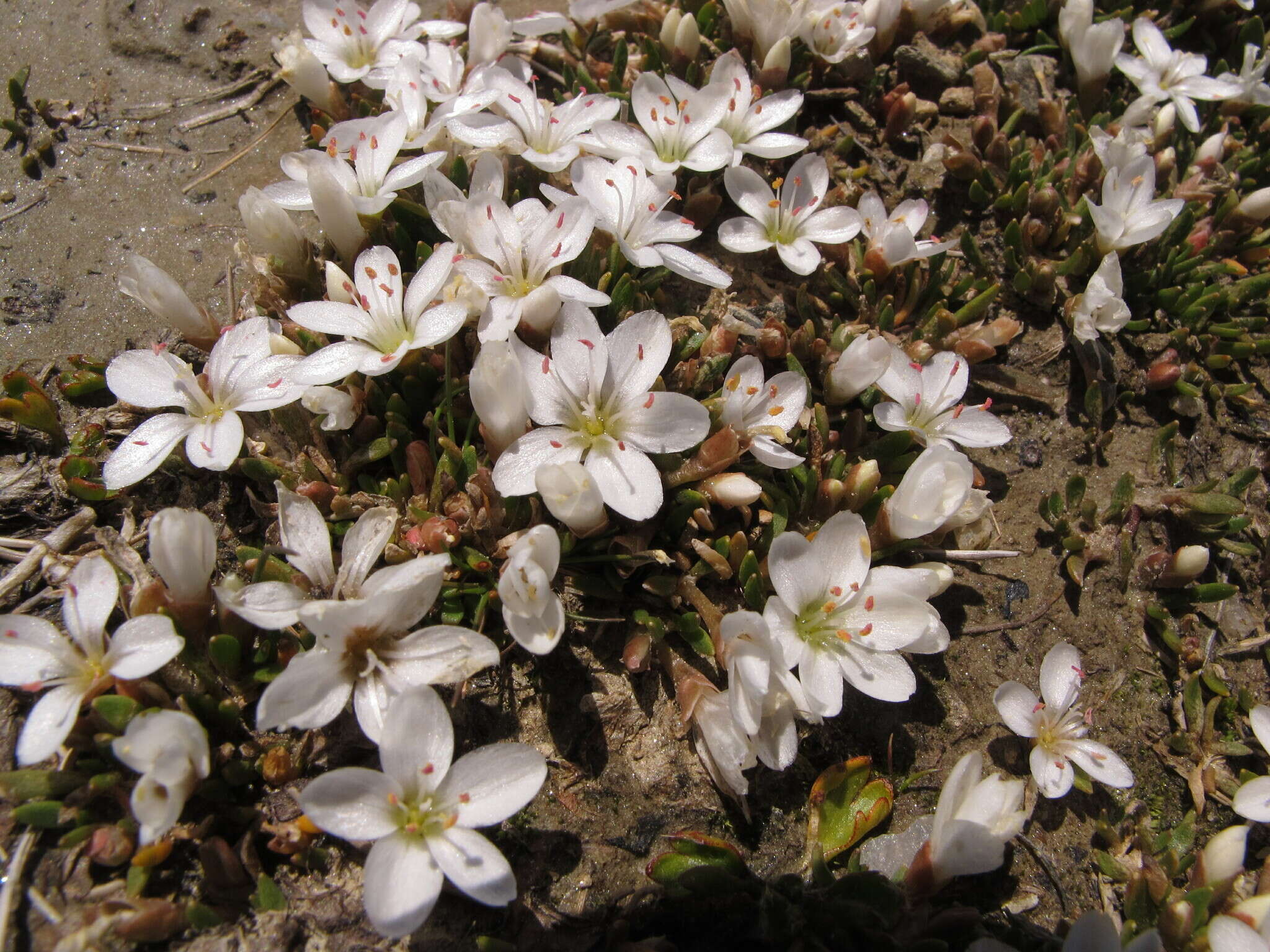 Image of Montia sessiliflora (G. Simpson) Heenan