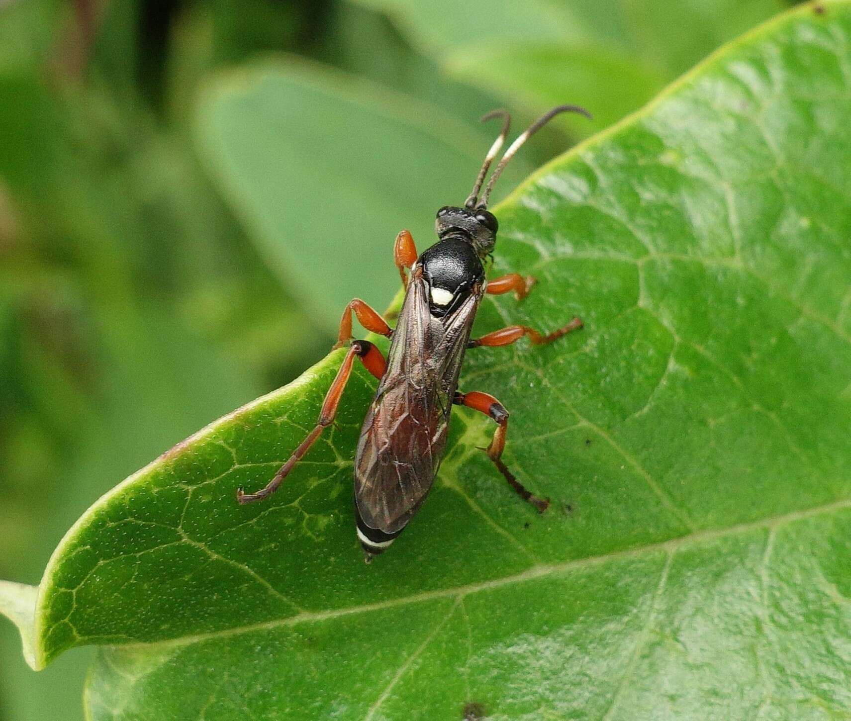 Image of Ichneumon promissorius Erichson 1842