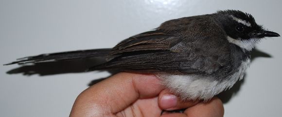 Image of Pied Fantail