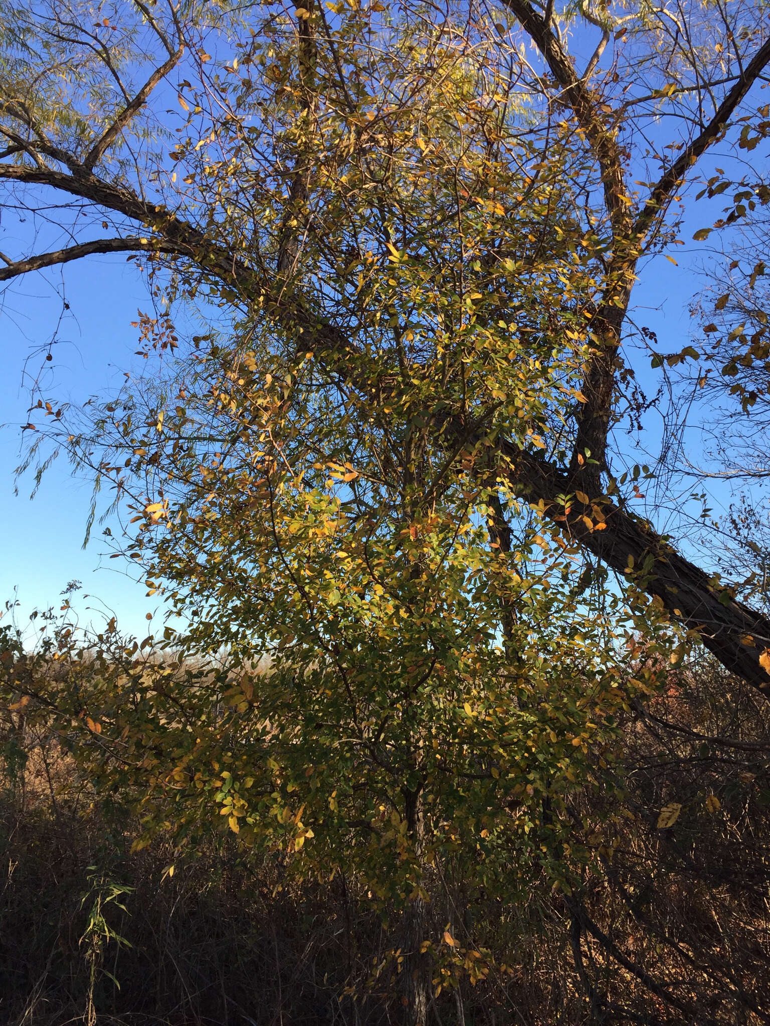 Imagem de Ulmus crassifolia Nutt.