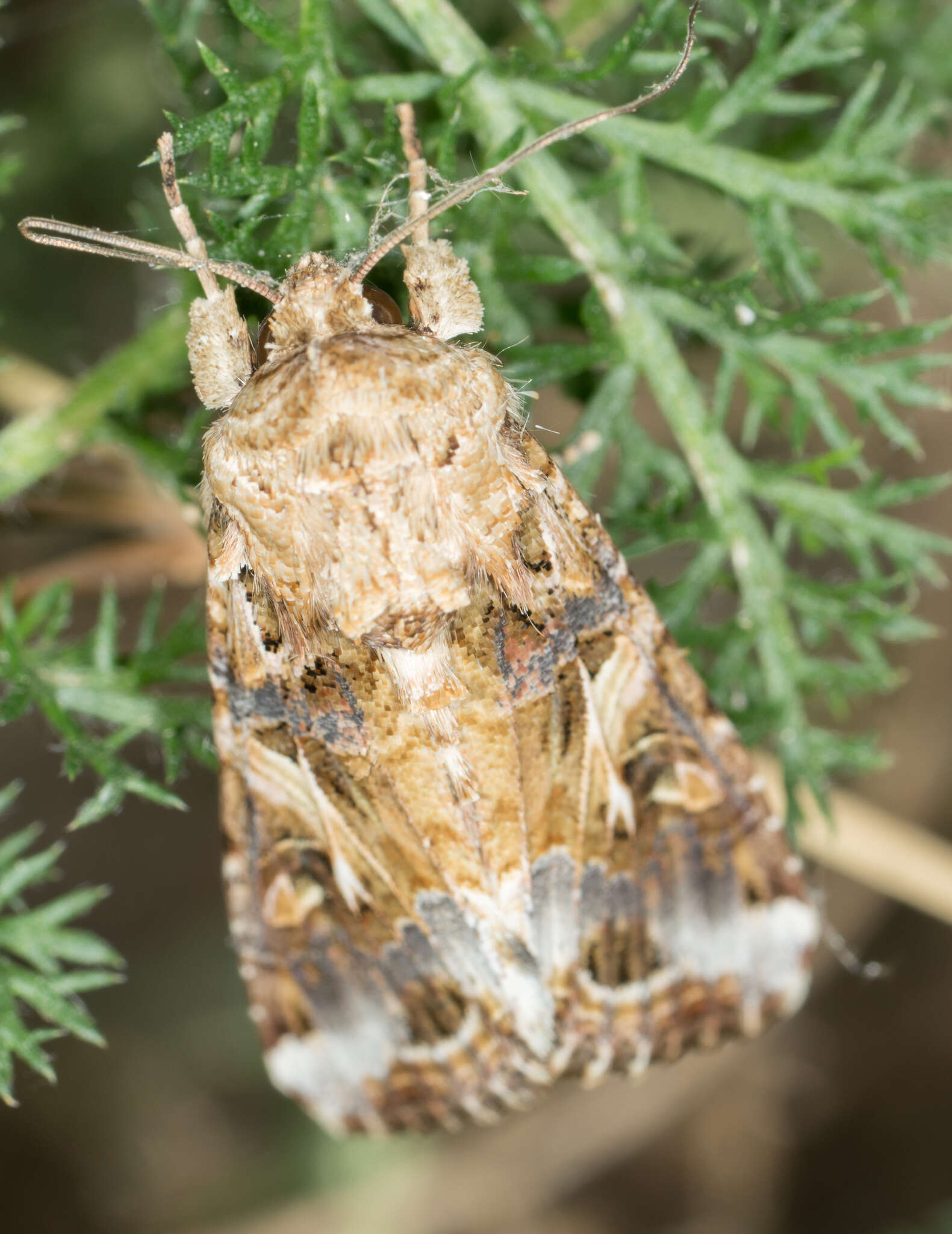 Image of Yellow-striped Armyworm Moth