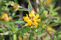 Слика од Pultenaea myrtoides Benth.