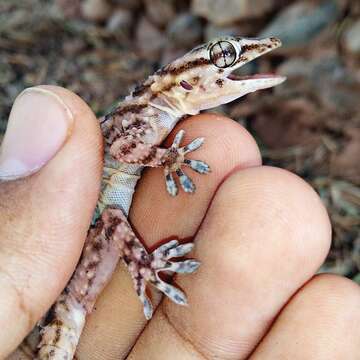 Image of Morocco Wall Gecko