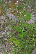 Plancia ëd Erigeron acris subsp. angulosus (Gaudin) Vacc.