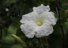 Image of Ipomoea albivenia (Lindl.) Sweet