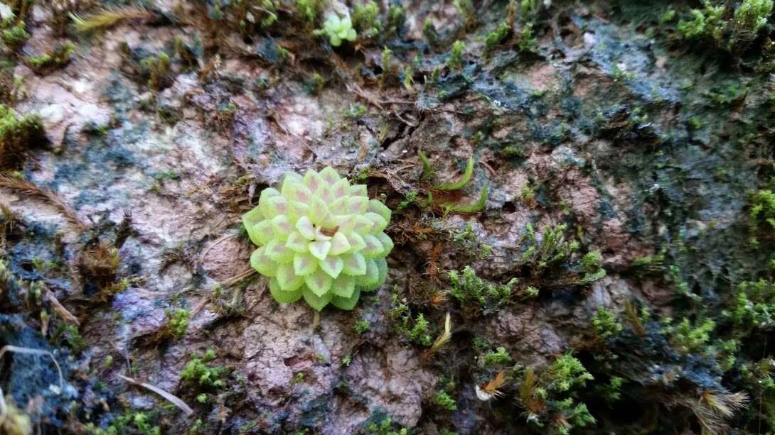 Image of Pinguicula crassifolia S. Zamudio