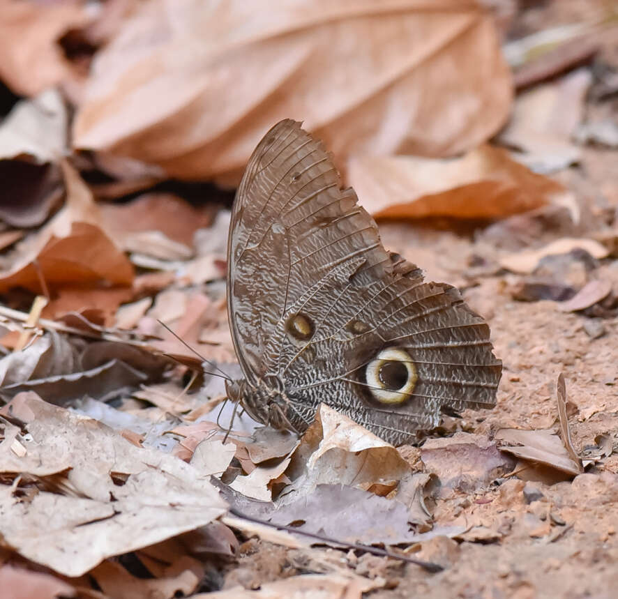 Sivun Caligo eurilochus Cramer 1776 kuva