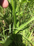 Image of Sierra bog orchid