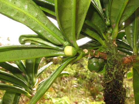 Image of Maui Pilo Kea