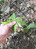 Image of Jack in the pulpit