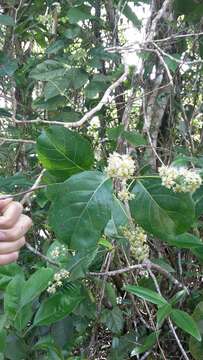 Image of White Cogwood