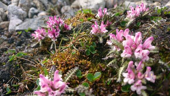 Imagem de Pedicularis hirsuta L.