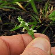 Image of October lady's tresses