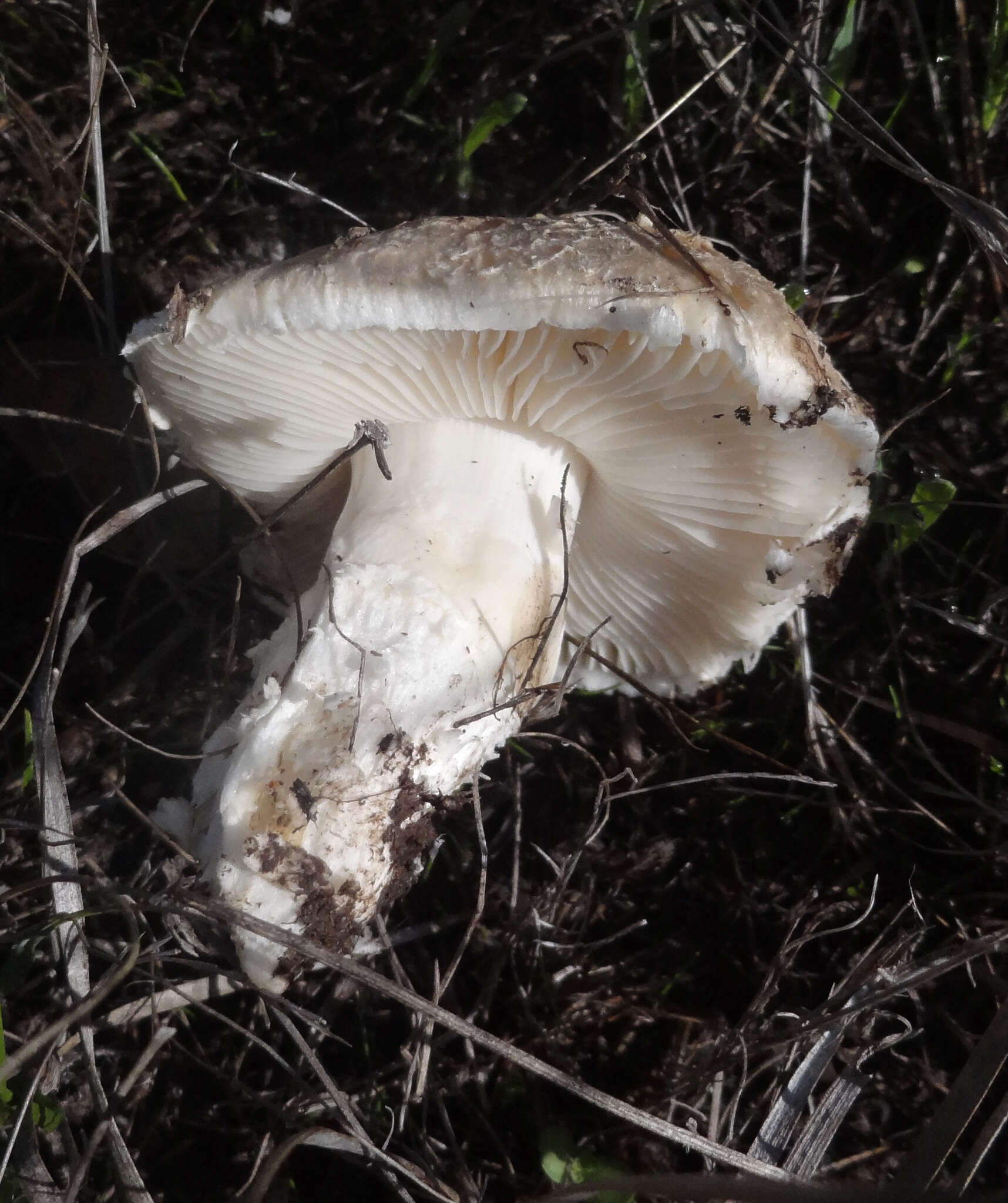 Image of Saproamanita pruittii (A. H. Sm. ex Tulloss, J. Lindgr. & D. Arora) Redhead, Vizzini, Drehmel & Contu 2016