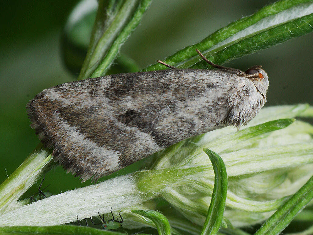 Image of Phyllophila obliterata Rambur 1833