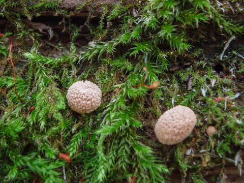 Image of Nidularia deformis (Willd.) Fr. 1817