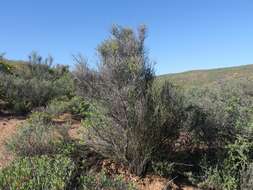 Image of Lacomucinaea lineata (L. fil.) Nickrent & M. A. García