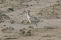 Image of Little Curlew