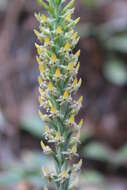 Image of Galeoglossum tubulosum (Lindl.) Salazar & Soto Arenas