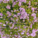 Image of Thyme-leaved buchu