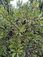 صورة Persoonia muelleri subsp. muelleri