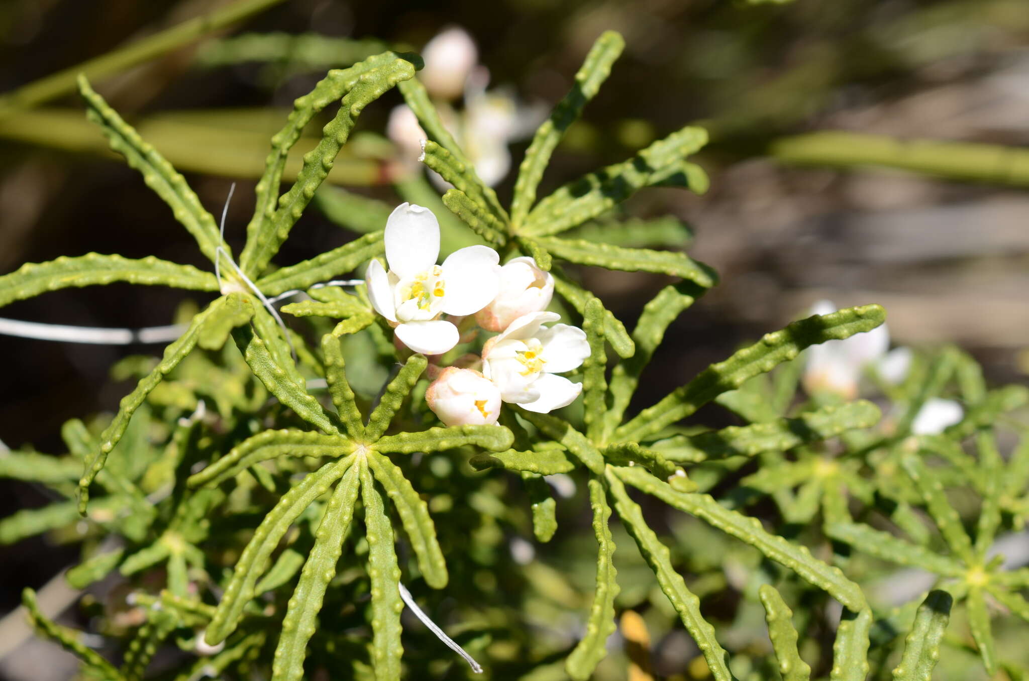 Image de Choisya dumosa (Torr.) Gray