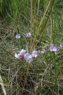 Imagem de Astragalus silvisteppaceus Knjaz.