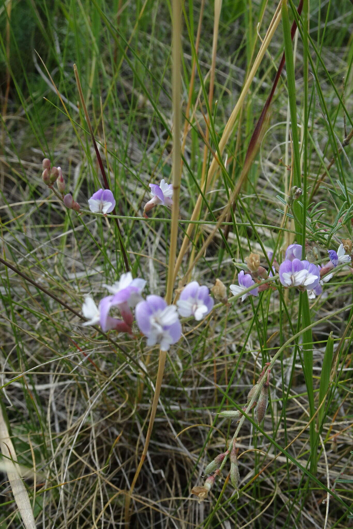 Image of Astragalus silvisteppaceus Knjaz.