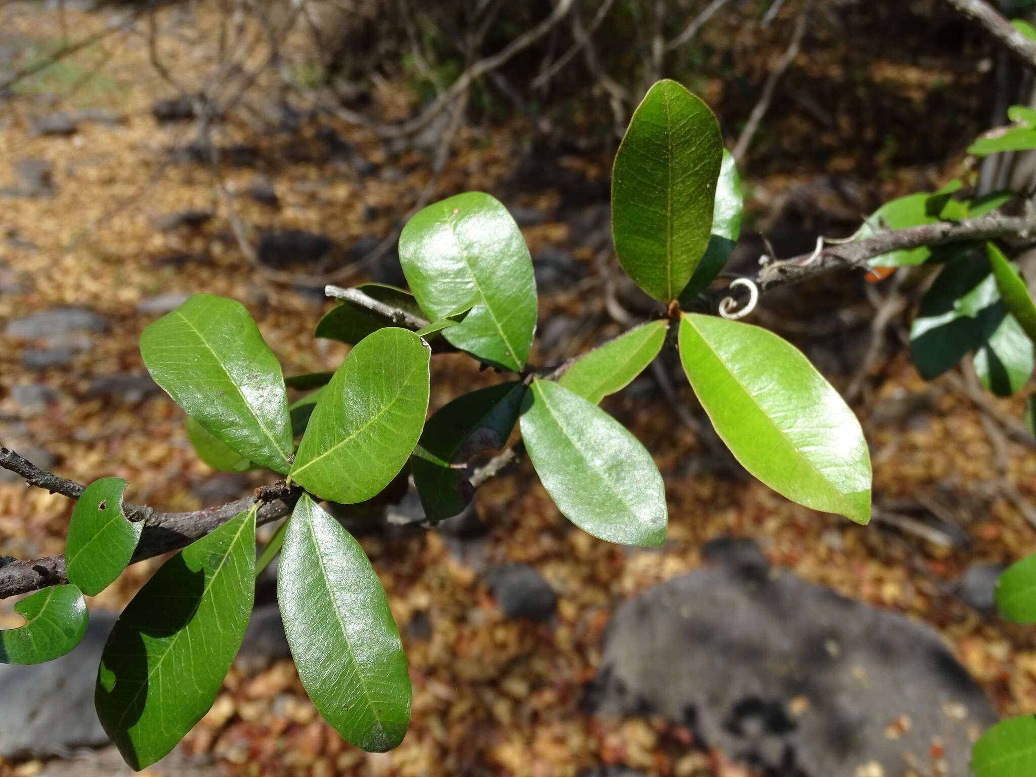 Sideroxylon persimile (Hemsl.) T. D. Penn.的圖片