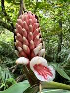 Imagem de Alpinia shimadae Hayata