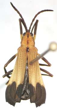 Image of Sceloenopla ampliata (Baly 1885)