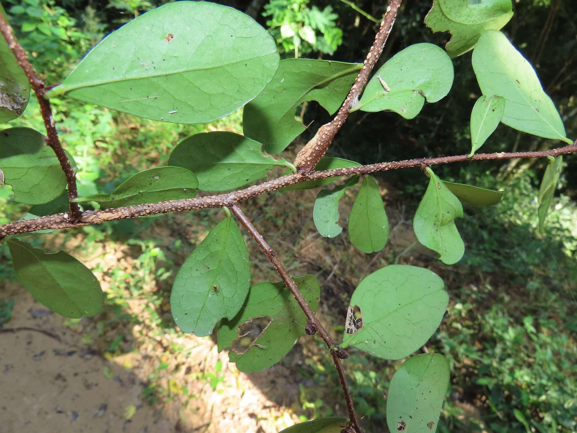 Image of Putterlickia neglecta Jordaan, R. G. C. Boon & A. E. van Wyk