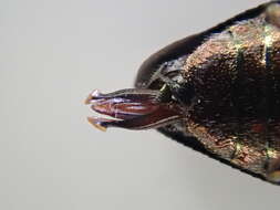 Image of Chrysobothris scabripennis Gory & Laporte 1837